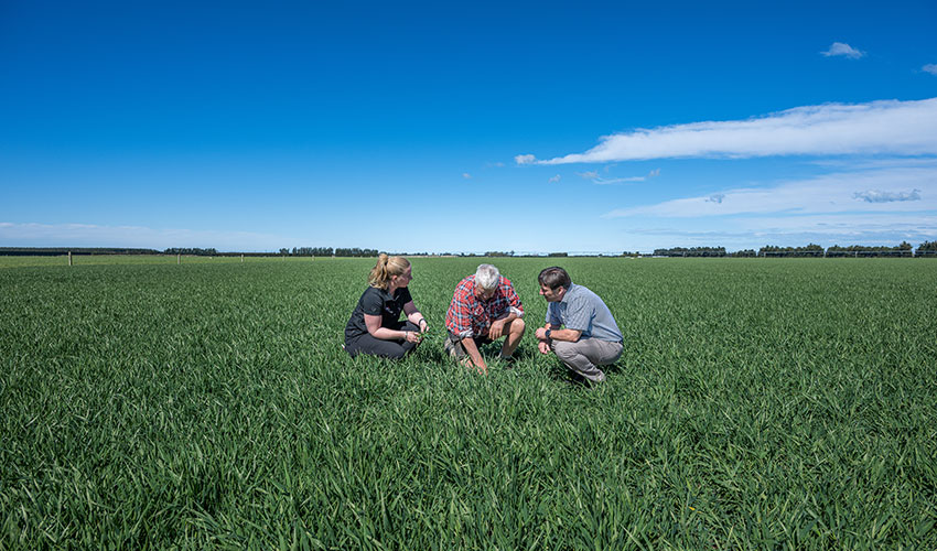 October Agronomy Update by Nicola Pace, Ruralco Senior Agronomist