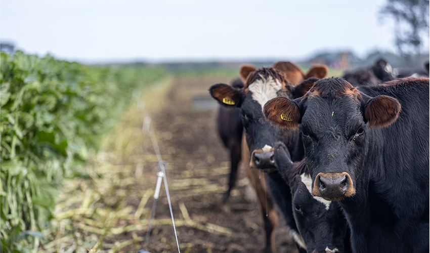 SovGold kale - high-quality winter feed with extended grazing flexibility