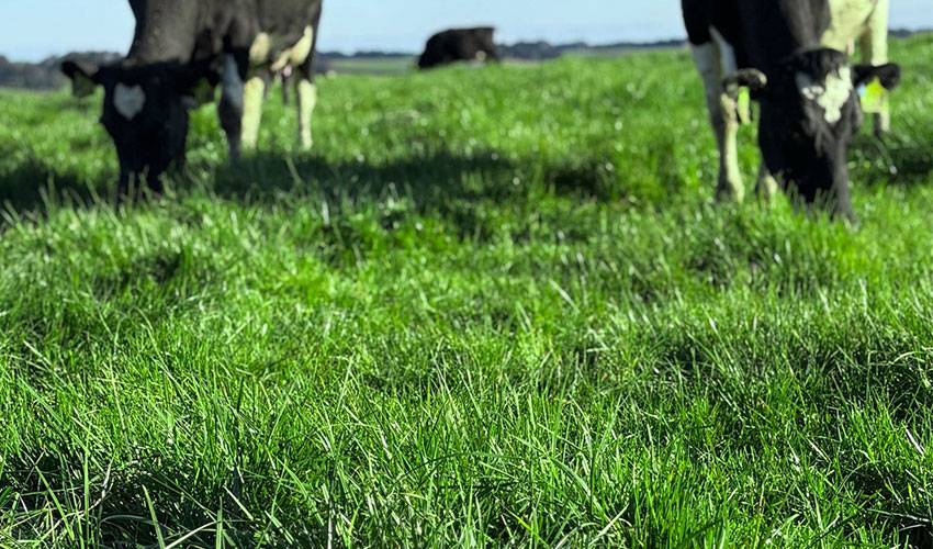 RGT Hustle. The Ryegrass That Grows When It Counts.