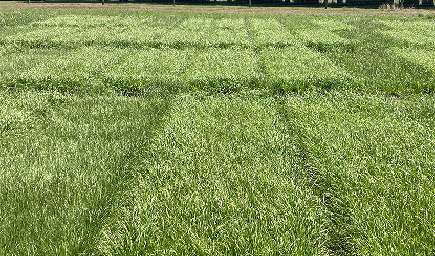 Winter active autumn sown forage options