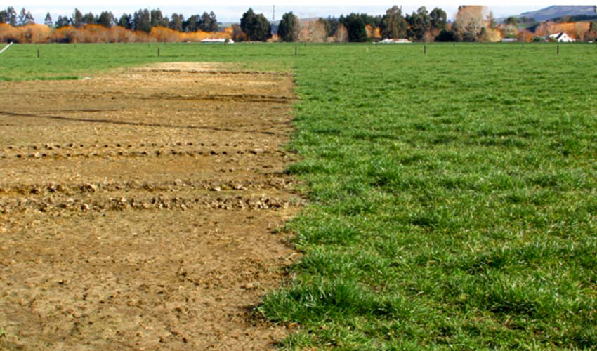 Pasture renewal: a key investment for farm productivity 