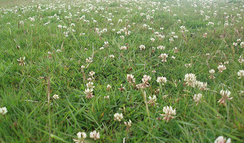 Are trace elements the answer?