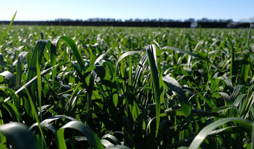 Autumn Sown Cropping Options for Canterbury