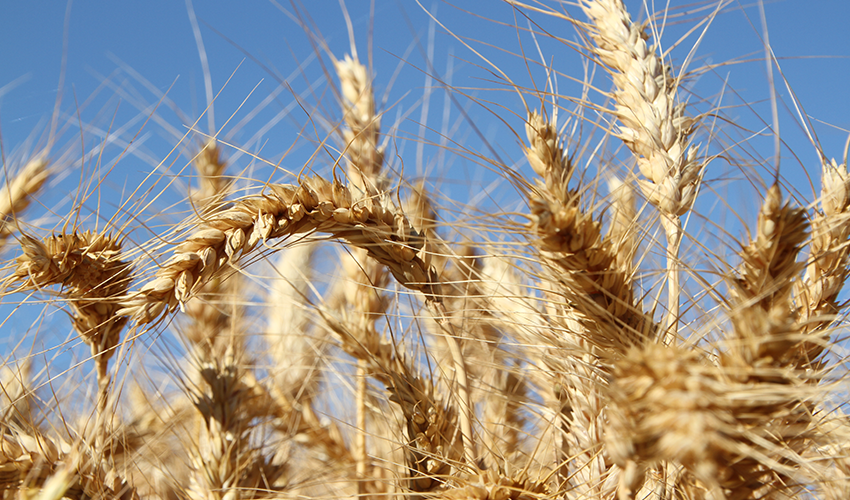 Nominations sought for 2026 Arable Awards