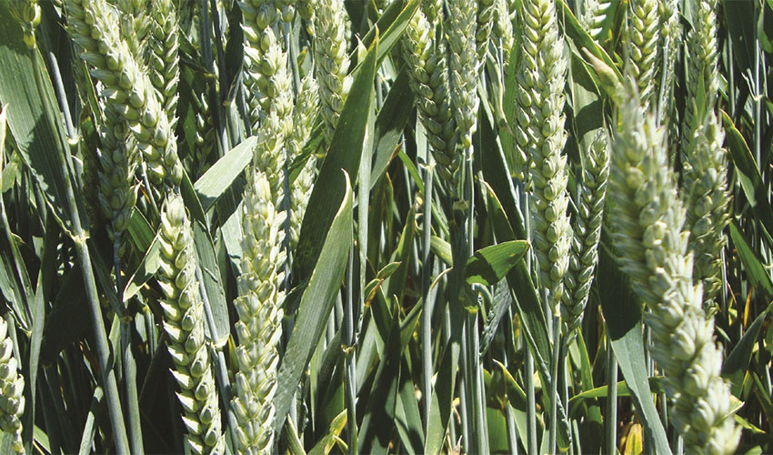 Choosing the Right Cereal Seed