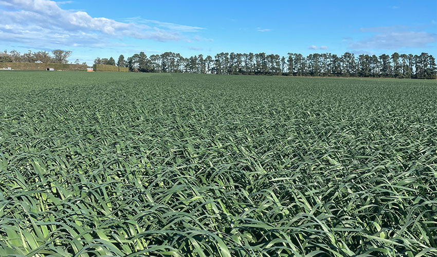 Getting more from Catch Crops