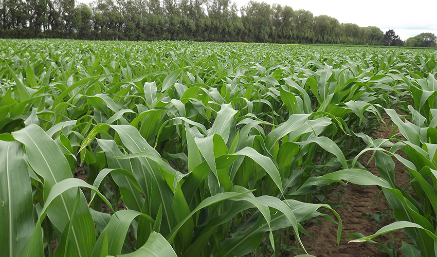 Protect your maize silage investment, says researcher