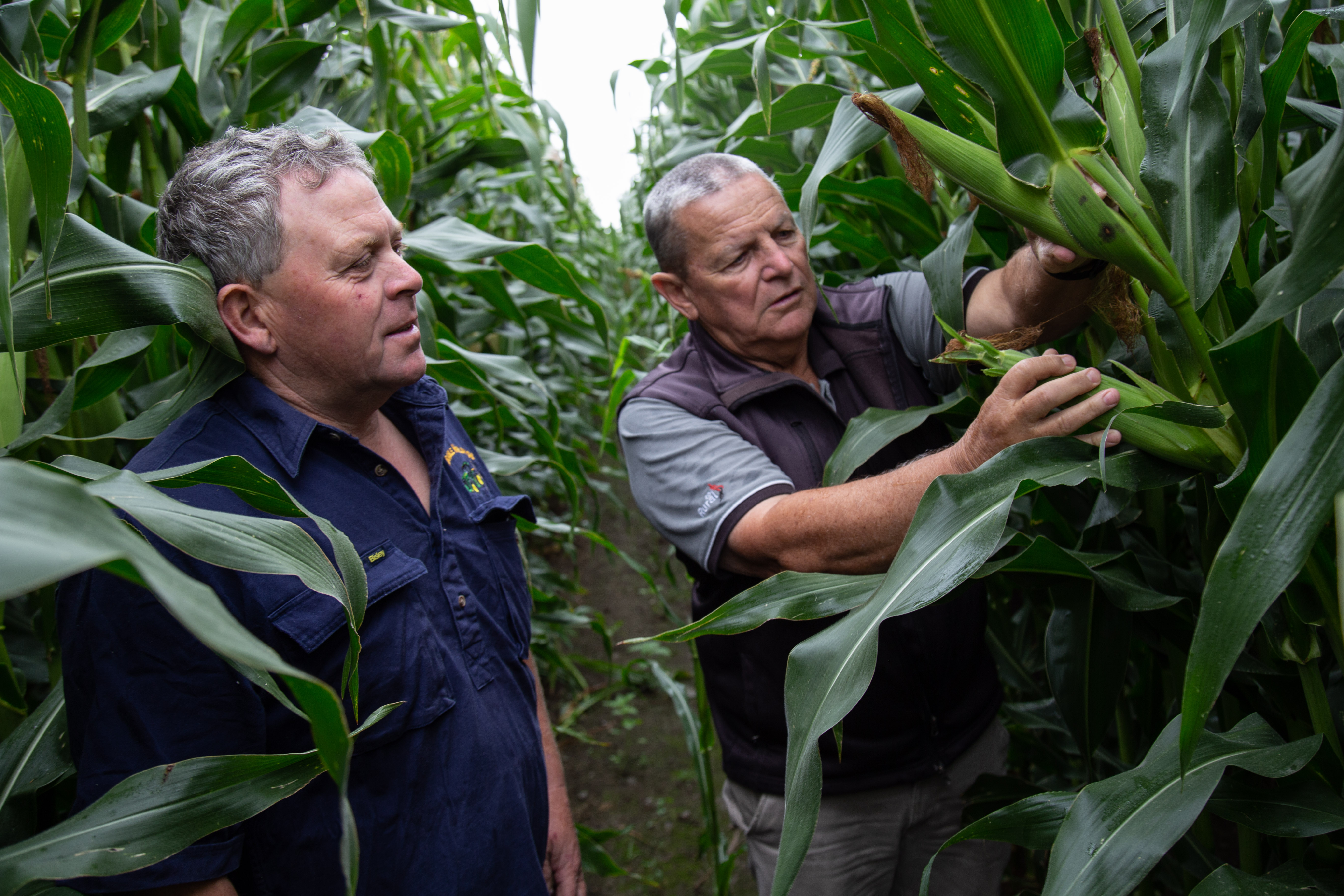 Seed maize crop green farm