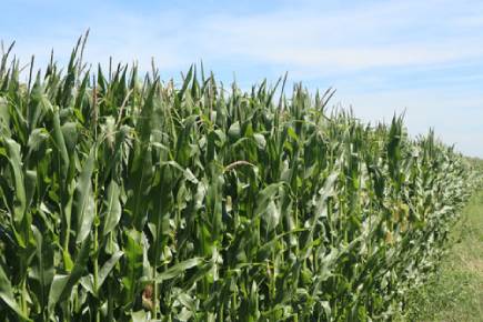 Seed maize crop green farm
