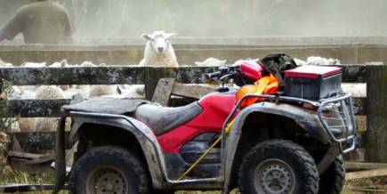Motorbike and sheep